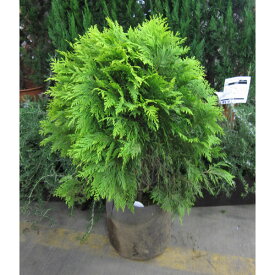 花木 庭木の苗/ニオイヒバ：グロボーサオーレア8号ルートバック高さ約70cm