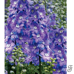 ���Ԃ̕c/�f���t�B�j�E���F���|�j���O���C�g3-3.5���|�b�g2���Z�b�g