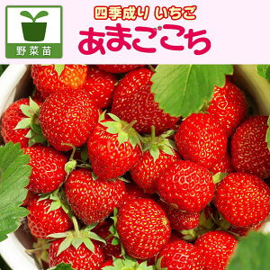 苗 イチゴ 四季なりの通販 価格比較 価格 Com