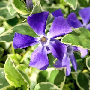 rJ ~m[iqcj`j`\EjFoGK[^iԁj3|3.5|bg