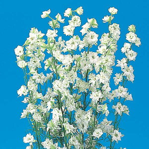 Ԃ̕c/`h\Ei璹E[NXp[jFzCgiNo5j3|bg