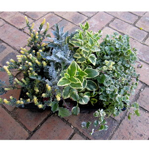 Ԃ̕c/߂412ZbgFlC̃J[[t