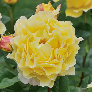 o̕c/fo[[YFtXEAtH6pA*