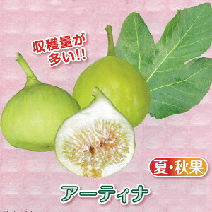 ʎ̕c/Á`~jC`WNFA[eBi3|bg