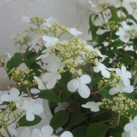 楽天市場 四季咲 花木の通販