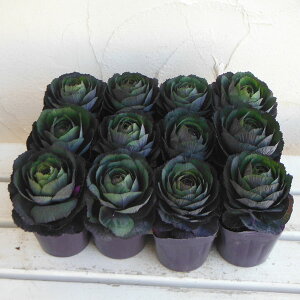 Ԃ̕c/[]n{^FxTC@ubNVA3`3.5|bg12Zbg