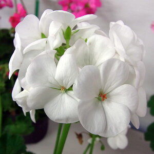 Ԃ̕c/[jEFS2000zCg3.5|bg