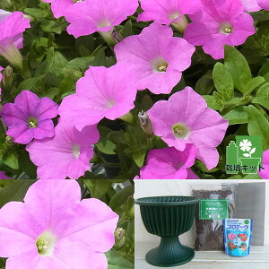 ペチュニア 鉢の人気商品 通販 価格比較 価格 Com