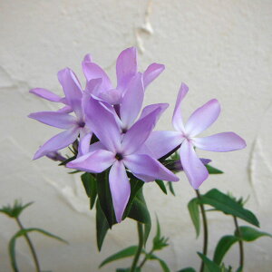 Ԃ̕c/tbNXEu[pt[3.5|bg