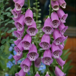 Ԃ̕c/WM^XitHbNXO[ujFp[vA3-3.5|bg6Zbg