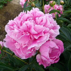 Ԃ̕c/VNNi䉖jFfBi[v[g4|bg