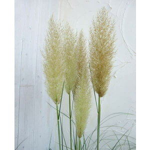 Ԃ̕c/ppXOXFzCg3.5`4|bgiJԎ2`3mɂȂ^^Cvj