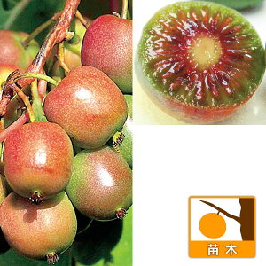 ʎ̕c/xr[LECFWl[uiXj3|bg