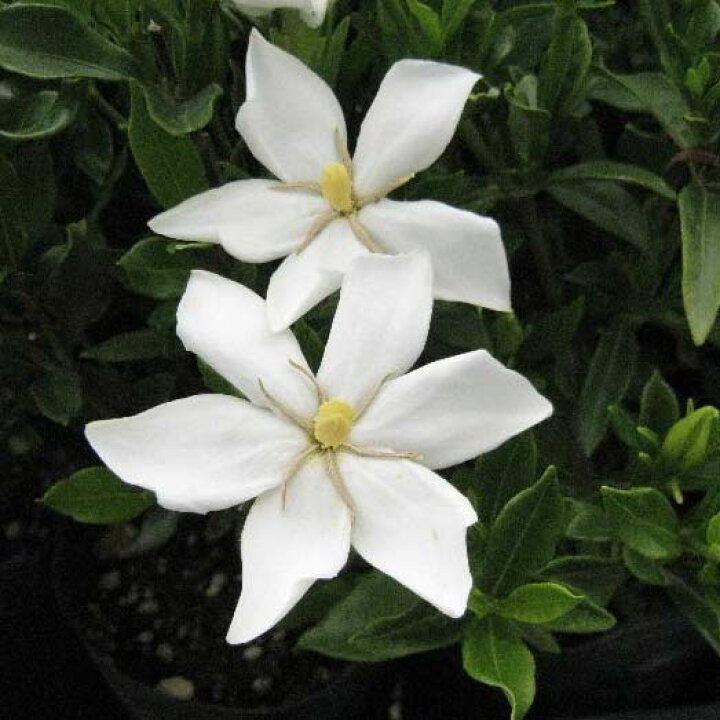 楽天市場 花木 庭木の苗 クチナシ 一重 実成り クチナシ5号ポット 園芸ネット プラス