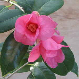 Ԗ ؂̕c/̏ցicoLjFg̏iׂɂтj4`4.5|bg