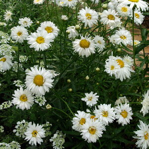 Ԃ̕c/VX^[f[W[FN[W[f[W[3|bg2Zbg