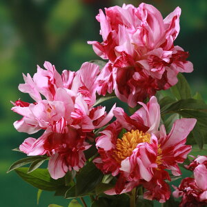 Ԃ̕c/AJVNNi䉖jFT[JXT[JX4|bg