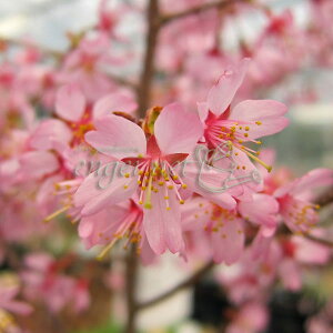 R쑐̕c/FߍiIJUNj2.5|bg