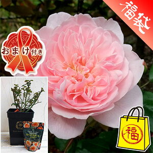 �o���̕c/���܂��t�i���샍�[�Y�X�^�[�g150g�j�F�C���O���b�V�����[�Y�F�E�B�Y���[2008��c5���p��