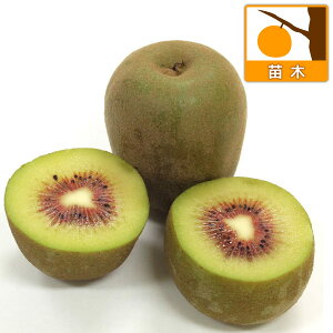 ʎ̕c/LECiX؁jFg܁iЁj 4`5|bg