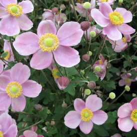 草花の苗/シュウメイギク（秋明菊）：桃花一重3号ポット