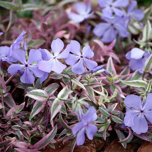 Ԃ̕c/htbNXFg[UgJ[3|bg