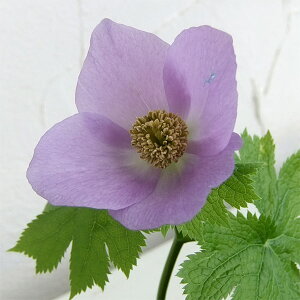 R쑐̕c/VlAICij 3|bg