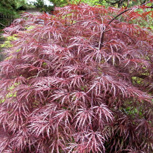 Ԗ ؂̕c/~WiJGfjFg}ixjV_j4|bg