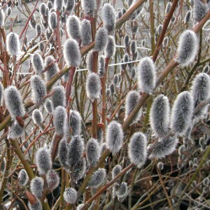 Ԗ ؂̕c/lRiMiLjFDFlRiM3`4|bg