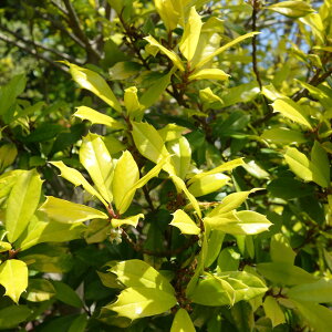 Ԗ ؂̕c/mqCMFTj[tHX^[5|bg