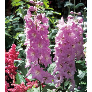 Ԃ̕c/ftBjEF}WbNtHeCbNsN3|bg[4`6Jԁ@@h]