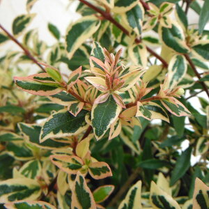 Ԗ ؂̕c/AxAFRtFbeB5|bg