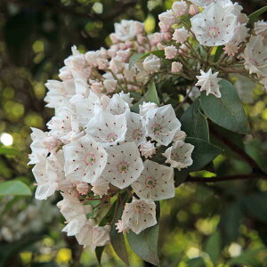 Ԗ ؂̕c/J~AFXeB[Ebh5|bg