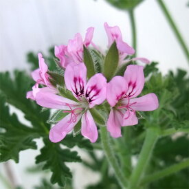 楽天市場 耐寒性常緑多年草 ゼラニウムの通販