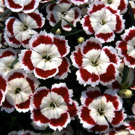 草花の苗/ナデシコ（小型種）：オリビアホワイトアイ3号ポット