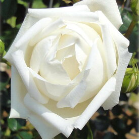 バラの苗/[送料無料]つるバラ：新雪（しんせつ） 長尺仕立て6号ポット