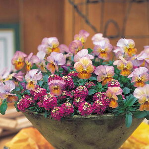 Ԃ̕c/rIFrrAvRbgAeB[N3`3.5|bg4Zbg