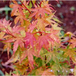 Ԗ ؂̕c/~WFXtiTSJNj4|bg