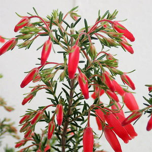 Ԗ ؂̕c/GJFEC^[t@C[3-3.5|bg