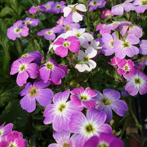 Ԃ̕c/o[WjAXgbNFԐF~bNX3|bgi}R~Aj