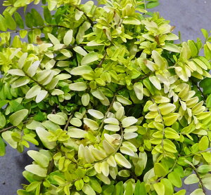 Ԃ̕c/jZFjeB_ Gh~[S[h3`3.5|bg