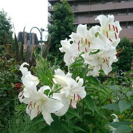 オリエンタルリリー：カサブランカ3.5号芽出しポット