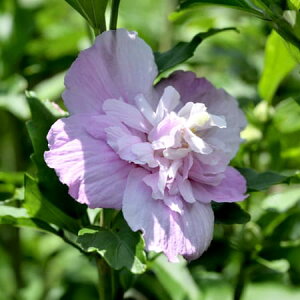 Ԗ ؂̕c/NQiہjF_CgNWniKT(哿Ԋ})3.5|bg