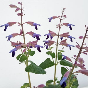 �n�[�u�̕c/�T���r�A�F�Z�~�A�g���[�^�i�E�B���^�[�Z�[�W�j3.5���|�b�g