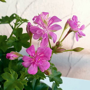 Ԃ̕c/ACr[[jEFVK[xr[3.5|bg2Zbg