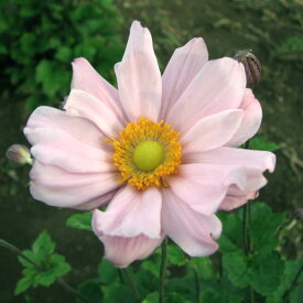 草花の苗/シュウメイギク（秋明菊）：桃花八重3号ポット