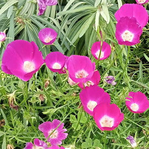 Ԃ̕c/JtH[F|s[}[3.5|bg