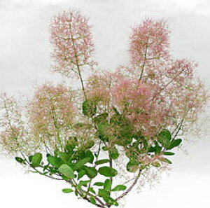 Ԗ ؂̕c/X[Nc[FsNp[5|bg