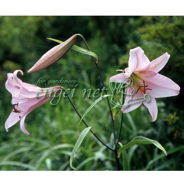 楽天市場 球根 紀州産ササユリ 笹百合 の球根1球 開花球 園芸ネット プラス