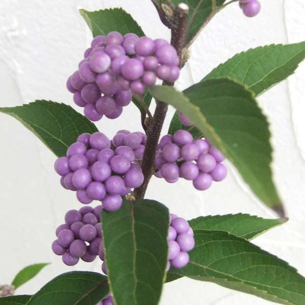 晩夏から秋にかけて色鮮やかな紫の実をつける低木 ムラサキシキブ 紫式部 4号ポット コムラサキ 送料無料/新品 一部予約